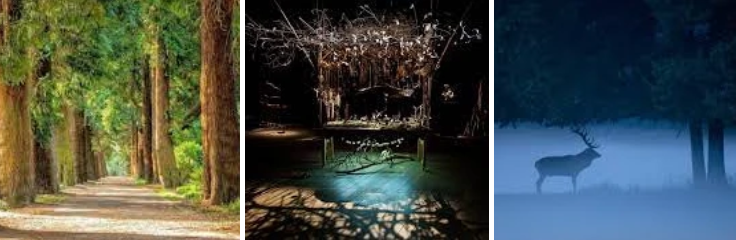 exposição l'abri des forêt