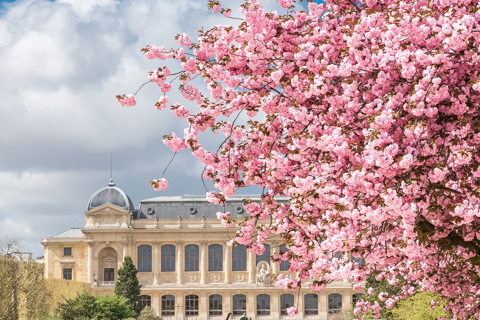 Cerejeiras em Paris